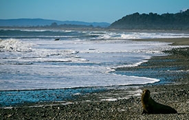 Tauranga Bay Fur Seal Colony